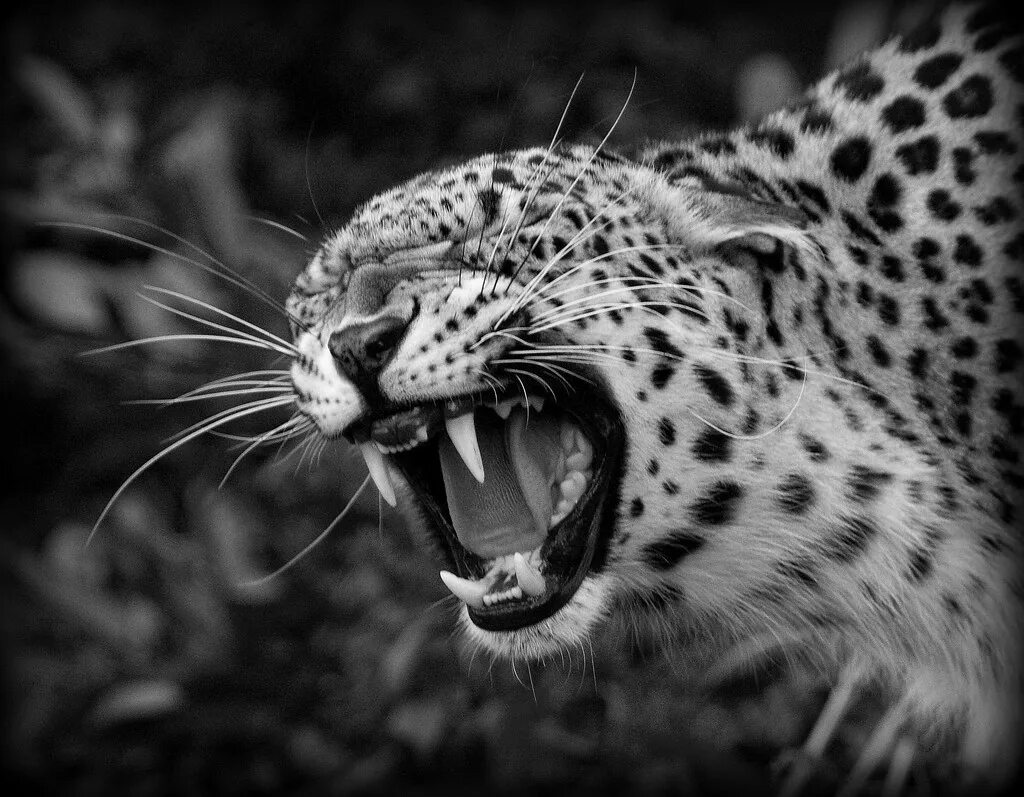 Хищные животные. Леопард черно белый. Гепард черно белый. Ягуар черно белый.