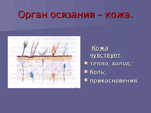 Функция осязания выполняют. Кожа орган осязания 3 класс. орган осязания кожа схема. функции органа осязания. доклад по теме кожа орган осязания.