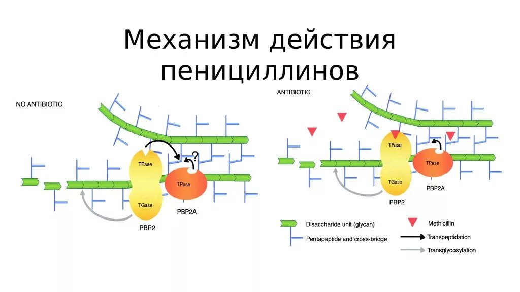 Механизм пенициллинов