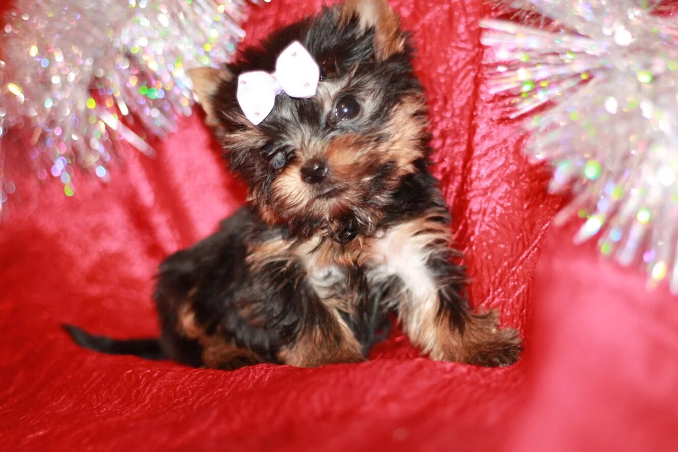 йоркширский терьер. костюм для йорка. йорк терьер мини. йоркширский терьер мини мальчик. йорки мини одежда.