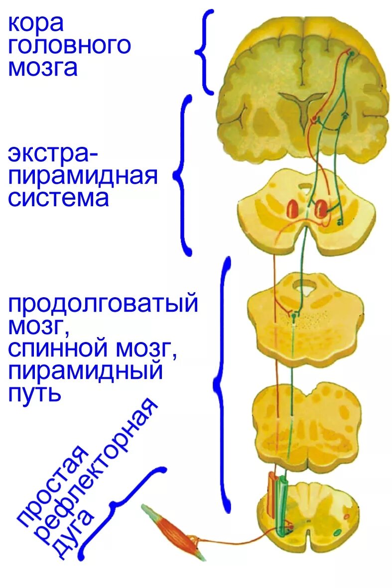 А. А. Движение уровень 3. А бернштейну. Неврологические уровни бернштейна.