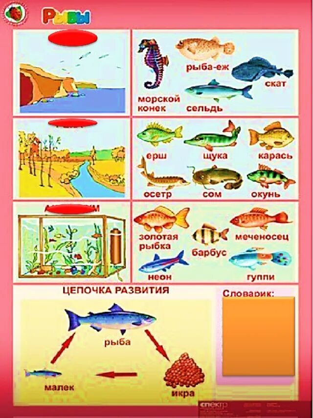 Рыбы задания для дошкольников. Лексическая тема рыбы. Обитатели рек для дошкольников. Морские и речные обитатели.