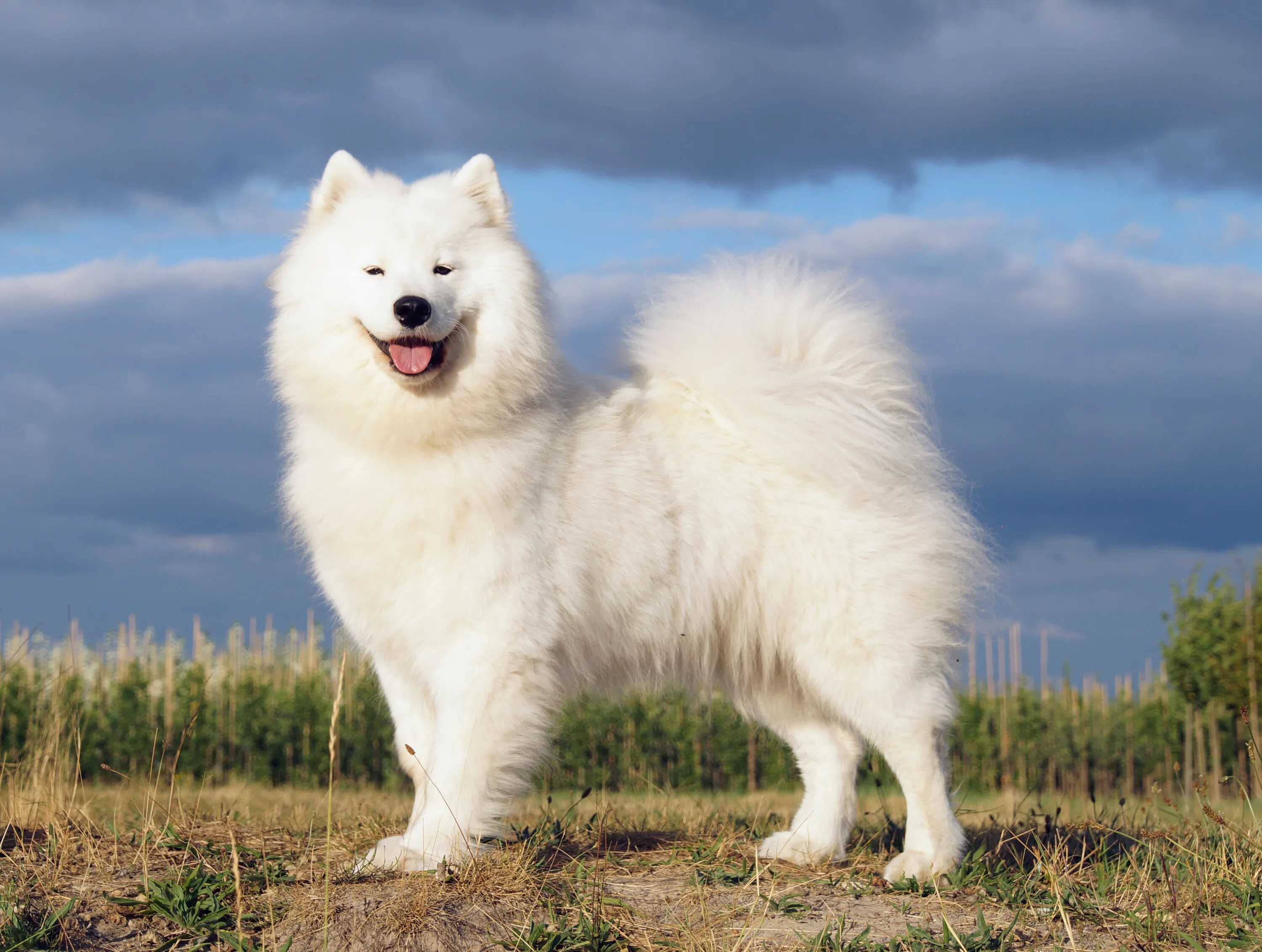 самоед кутенок. самоед спб. самоед. авито переславль залесский собаки. самоедская собака.