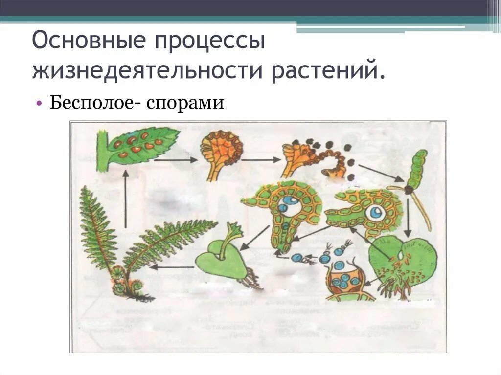 Процесс жизнедеятельности изображен на рисунке. Процессы жизнедеятельности растений. Процессыжинидеятельностирамтений. Основные процессы жизнедеятельности растений. Схема жизнедеятельности растений.