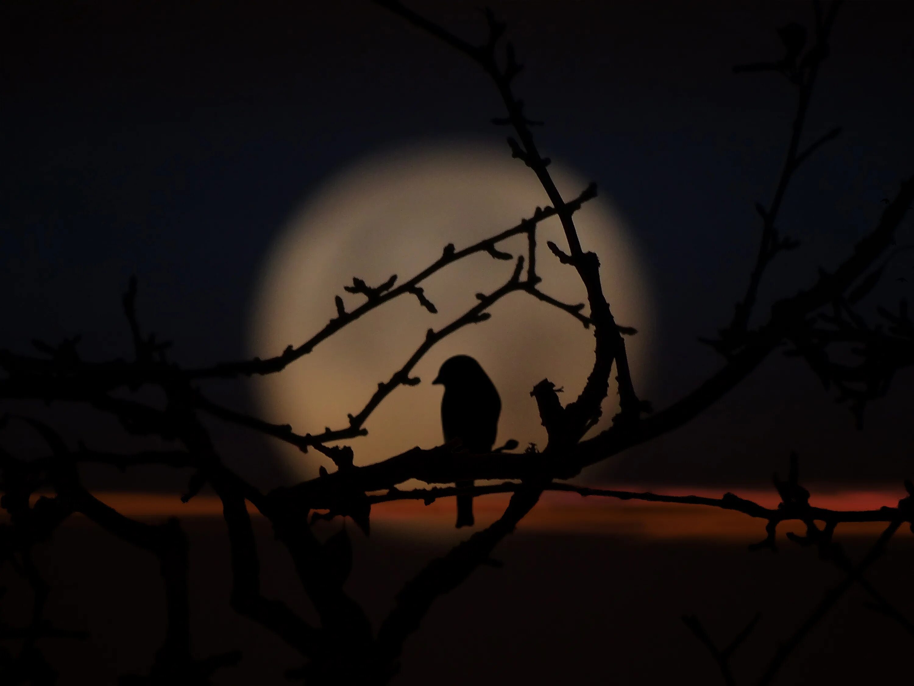 Птицы ночью. Вечер птицы. Птички на ветке на фоне Луны. Тень ветки.