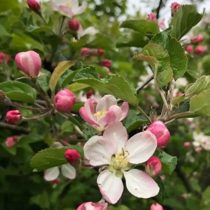 Яблоня китайка долго описание. Яблоня Malus dolgo. Яблоня китайская сливолистная. Яблоня даоченгенсис (Malus daochengensis). Китайка Керр цветение.