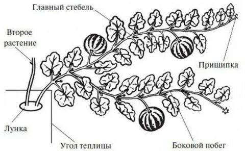 Как формировать дыни