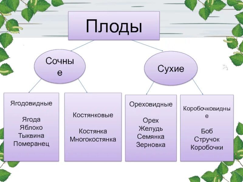 Три группы в соответствии с. Виды плодов таблица. Классификация плодов 6 класс. Виды плодов и их организация. Классификация плодов растений.