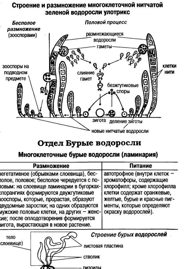 Схема красных и бурых водорослей. Цикл развития многоклеточных водорослей. Строение красных водорослей. Жизненный цикл ламинарии ЕГЭ. Строение многоклеточных водорослей.