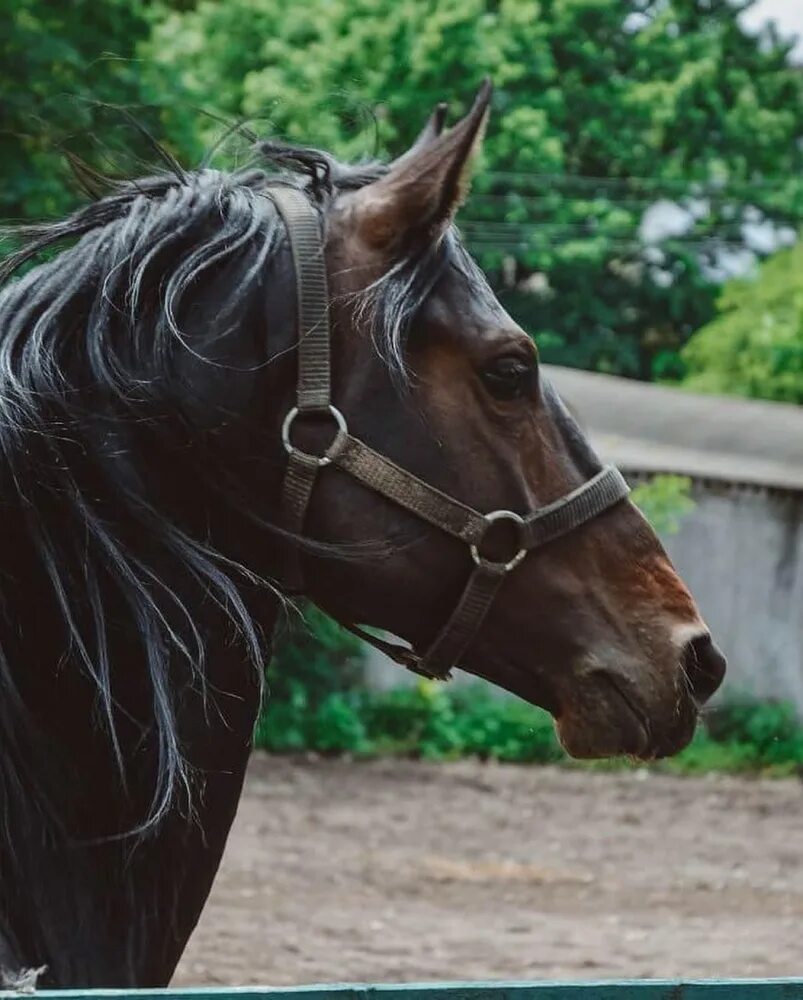Кабардинская лошадь форма головы. Кабардинская порода лошадей. Кабардинский конь. Кабардинский скакун. Лошади Кабардинской породы с носом.
