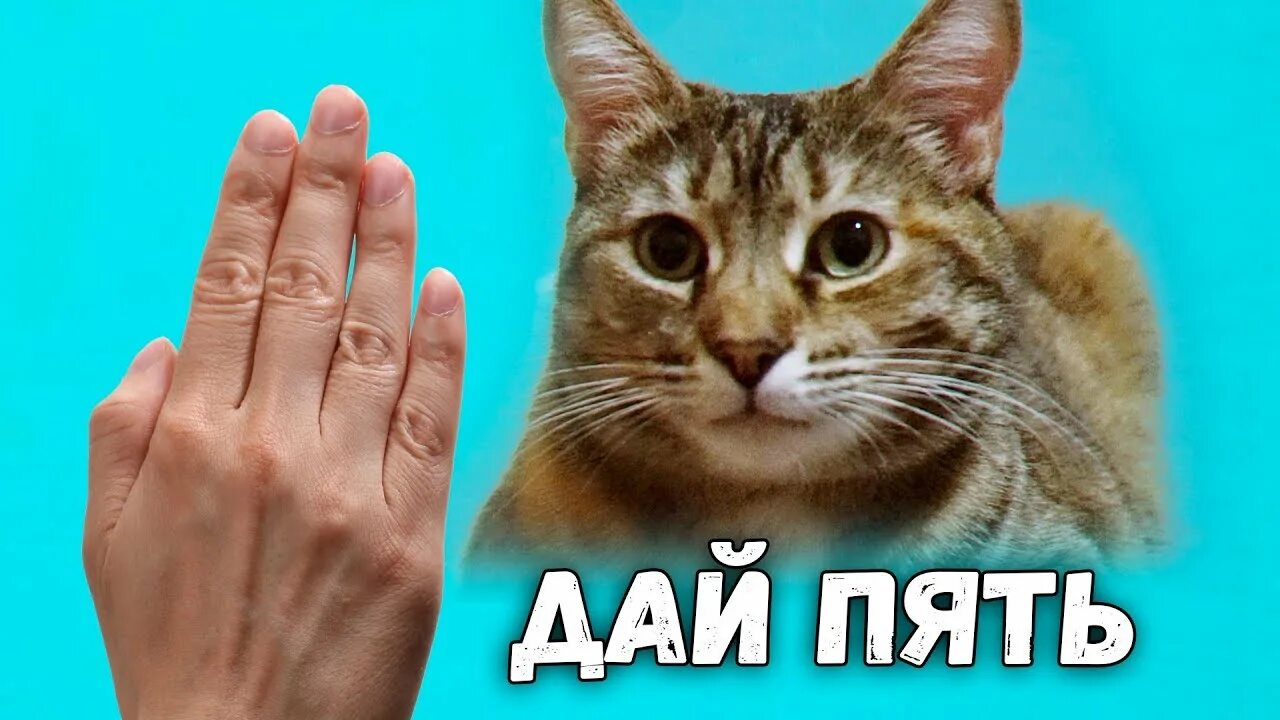 Канал сани видео. Кошка Дуня. SANISHOW коты. Дай пять.