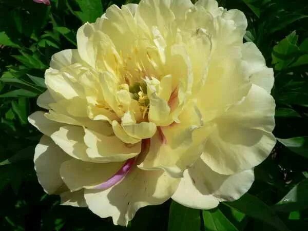 пион ито-гибрид лемон дрим. пион лемон дрим. ито пион лемон дрим. пион itoh lemon dream. пион itoh lemon dream.