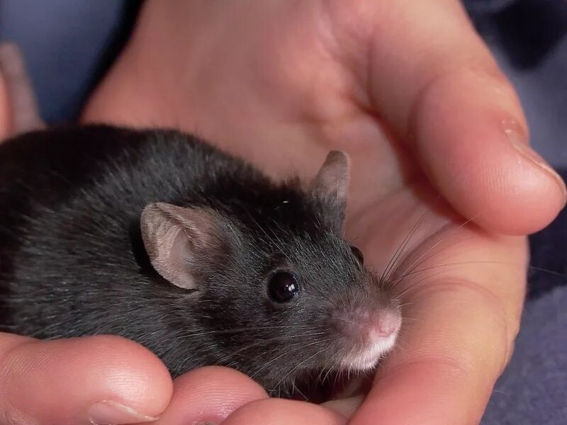 шерстяная крыса босави. черный мышонок. черная крыса. черная мышь. крысята дамбо черные.