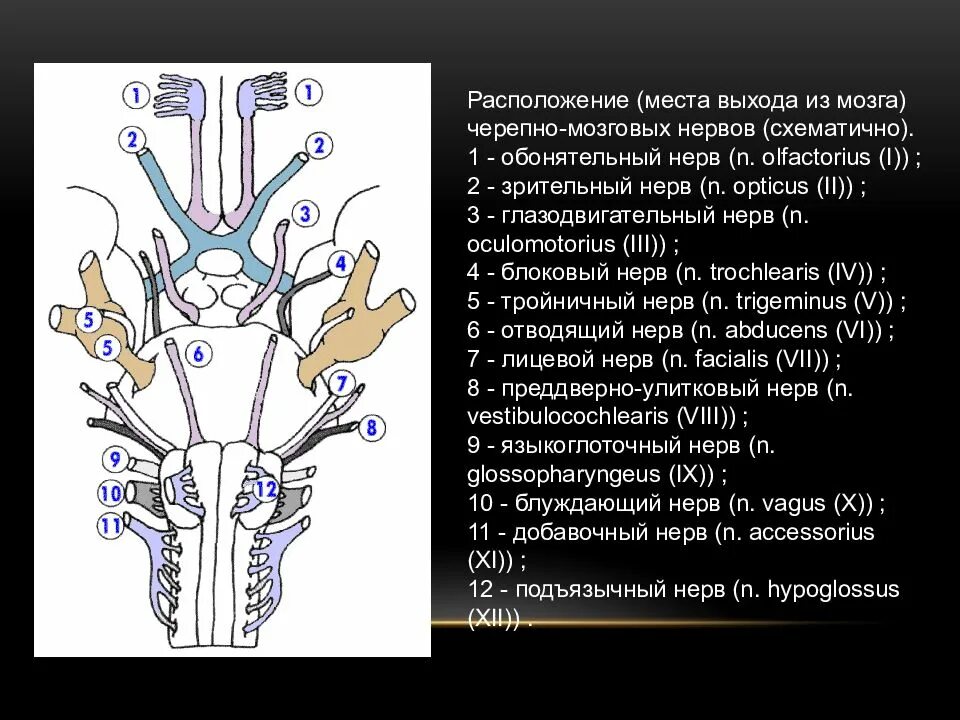 Три черепных нерва. Топография Корешков черепных нервов. Расположение Корешков ЧМН. Промежуточный мозг ядра черепных нервов. 12 Пар черепно мозговых нервов места выхода из черепа.