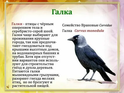 Перелетные птицы содержание всех серий