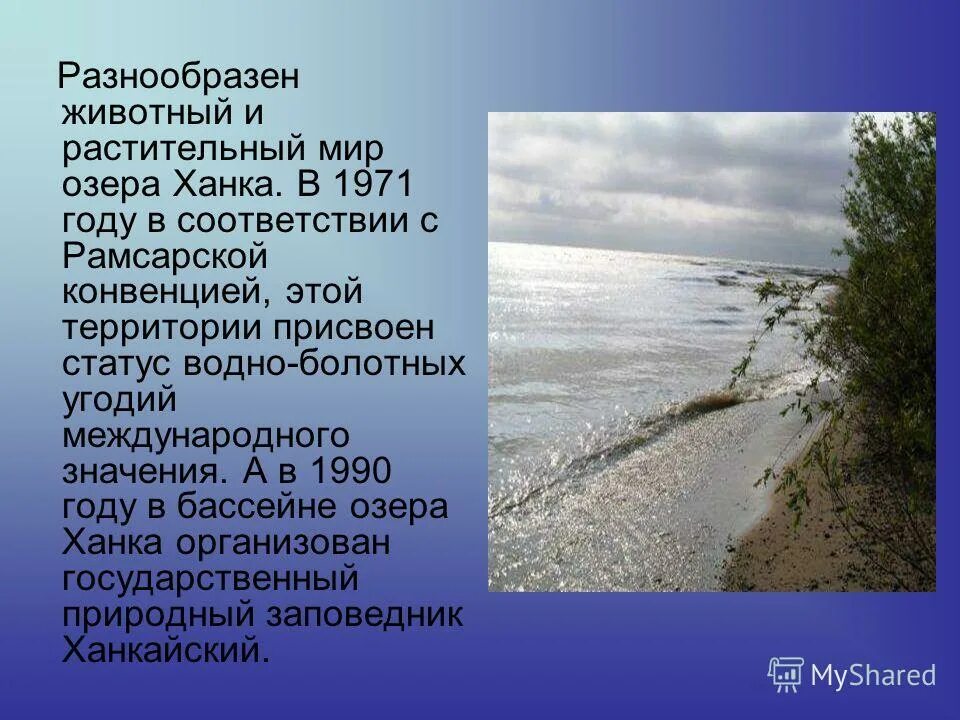 Песни эдуарда ханка. Природные уникумы дальнего востока. Озеро ханка сообщение. Происхождение озера ханка. Озеро ханка приморский край.
