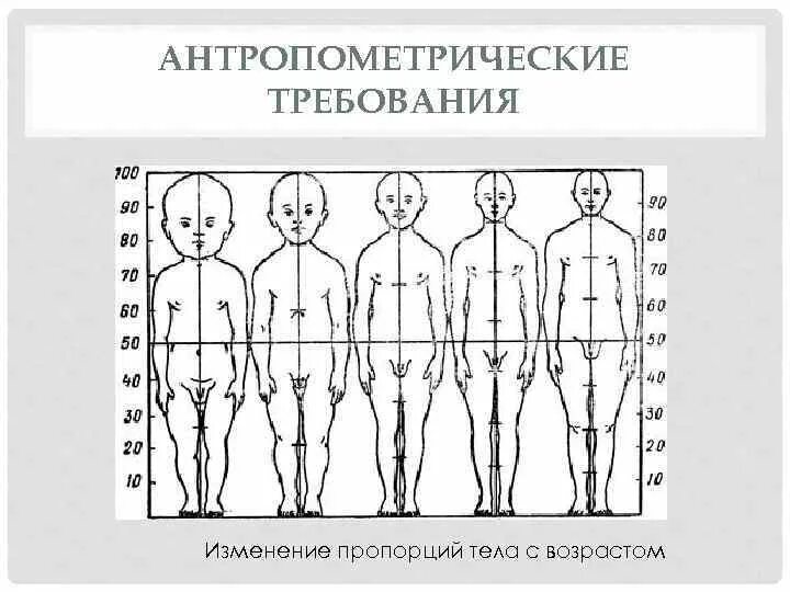 Изменение пропорций тела. Антропометрические эргономические требования. Возрастные изменения пропорций тела. Изменение пропорций с возрастом. Возрастные изменения роста