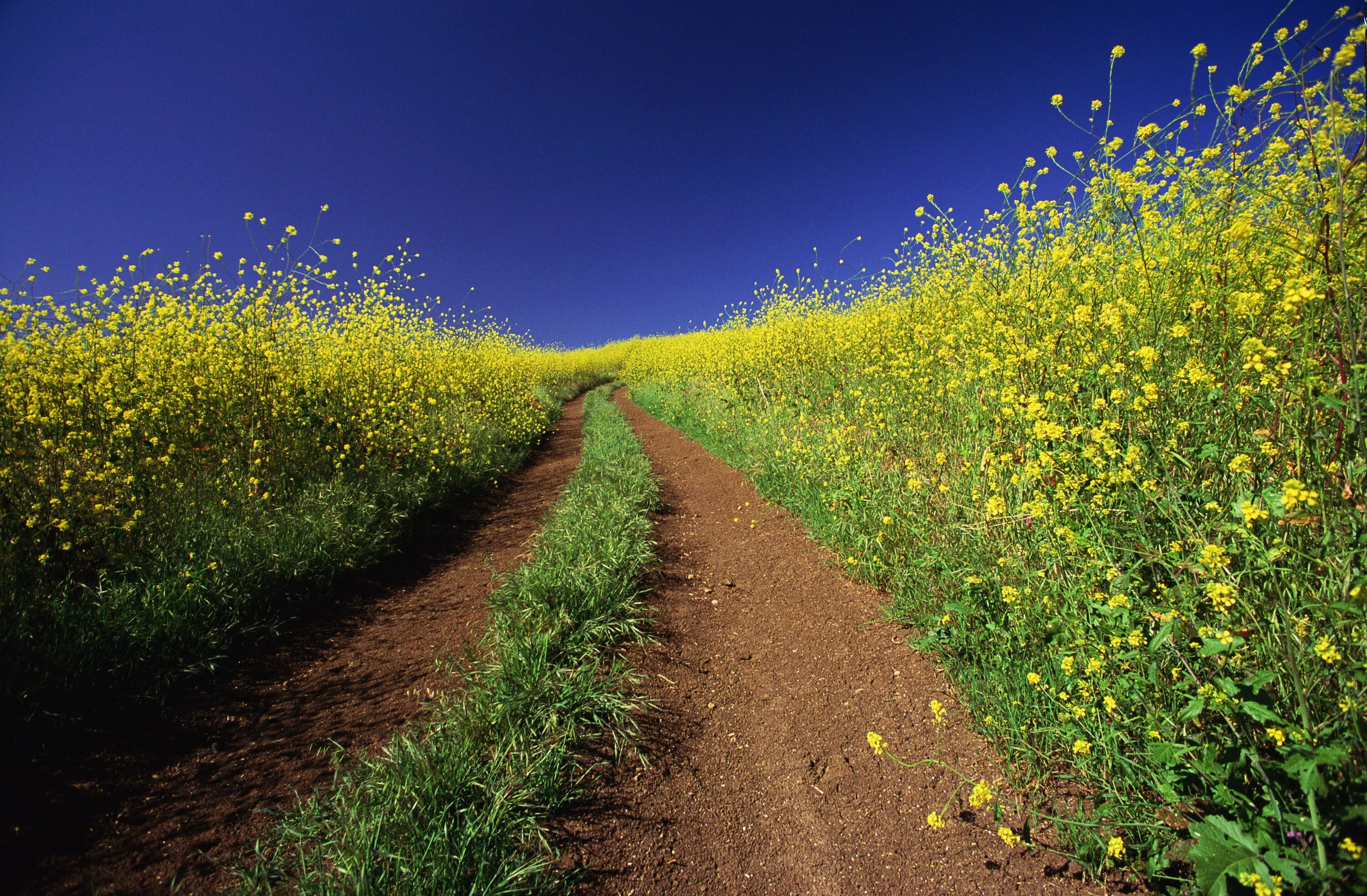 пейзаж природы в перспективе. цветочный сад. цветы вдоль дороги. цветы вдоль дороги. дорога к морю.