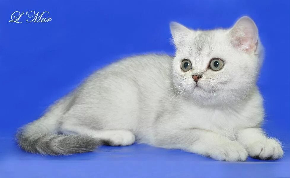 Шотландская прямоухая шиншилла серебристая. Шотландский кот серебристая шиншилла. Шотландский страйт шиншилла. Шотландская скоттиш страйт шиншилла. Скоттиш страйт серебристая шиншилла.