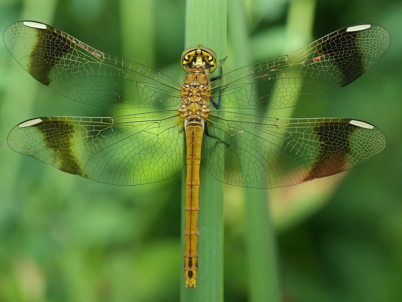 Перевязанная стрекоза превращение. Стрекоза желтая Sympetrum flaveolum. Sympetrum flaveolum самка. Sympetrum pedemontanum. Личинка Стрекозы Симпетрум.