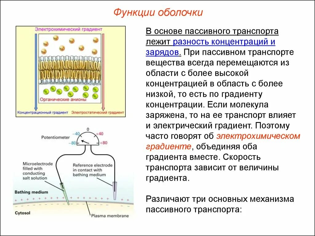 Какова роль клеточной оболочки. Клеточная оболочка функции в клетке. Функции оболочки клетки. Оболочка строение и функции. Основная функция клеточной оболочки.