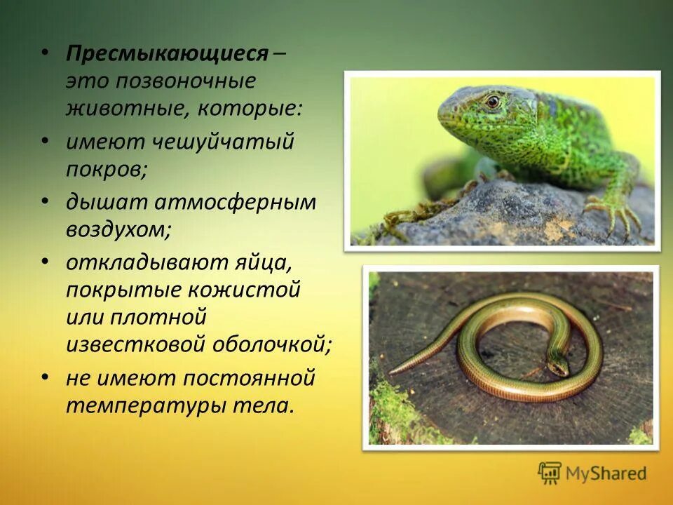 Где развиваются пресмыкающиеся. Позвоночные животные пресмыкающиеся. пресмыкающиеся презентация. пресмыкающиеся имеют. что откладывают пресмыкающиеся.