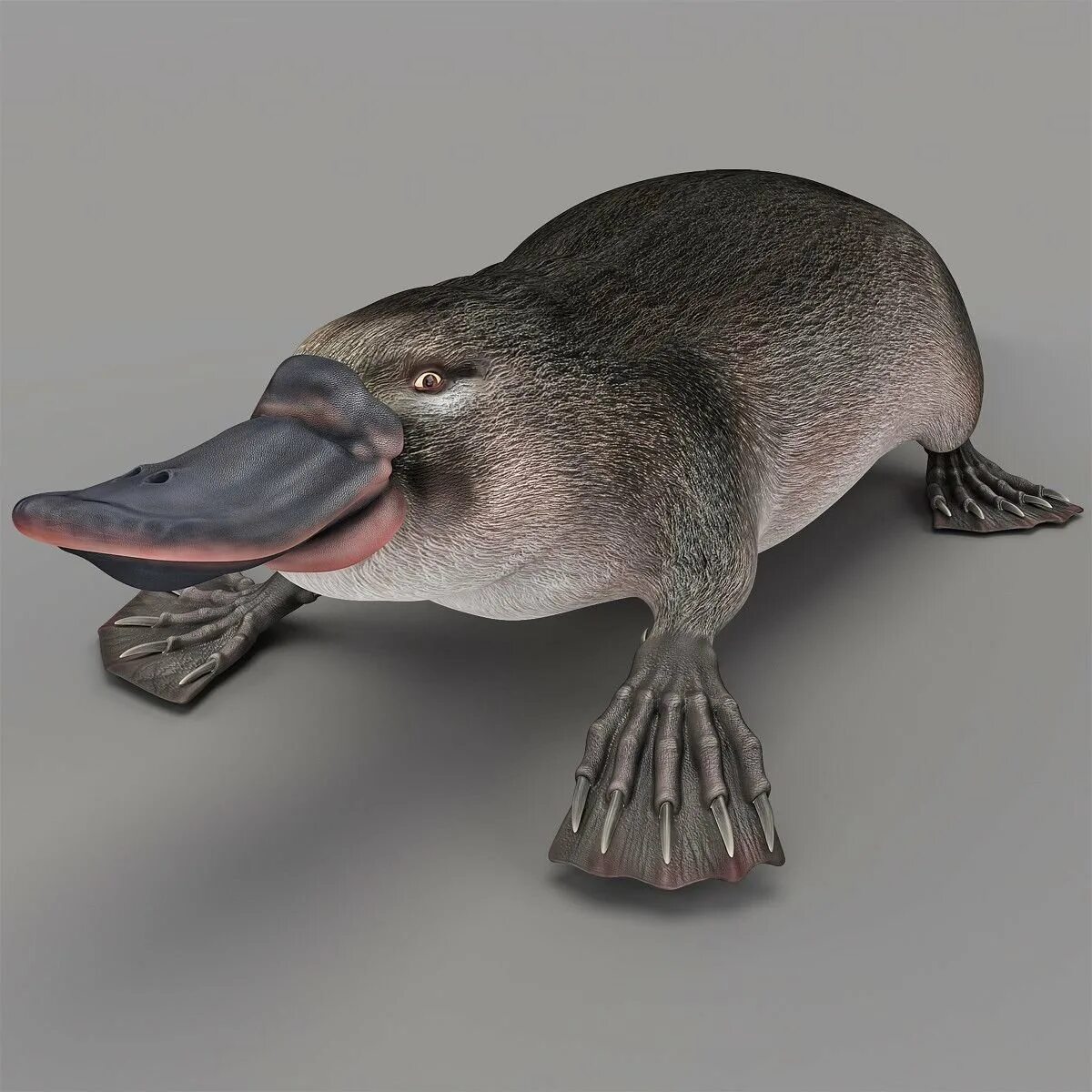 Что такое утконос. Ornithorhynchus anatinus. утконос животное. животный мир австралии утконос. утконос в австралии.