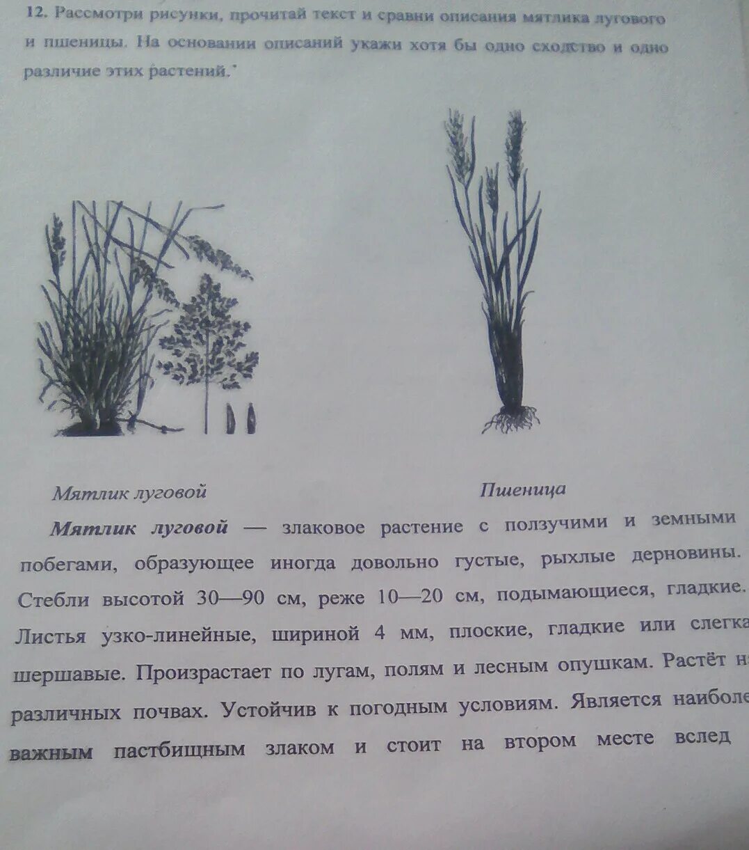 Рассмотри рисунки прочитай слова. Рассмотрите рисунки прочитайте текст. Рассмотри рисунки прочитай. Рассмотрите рисунок прочитайте слова. Рассмотри рисунки прочитай слово.