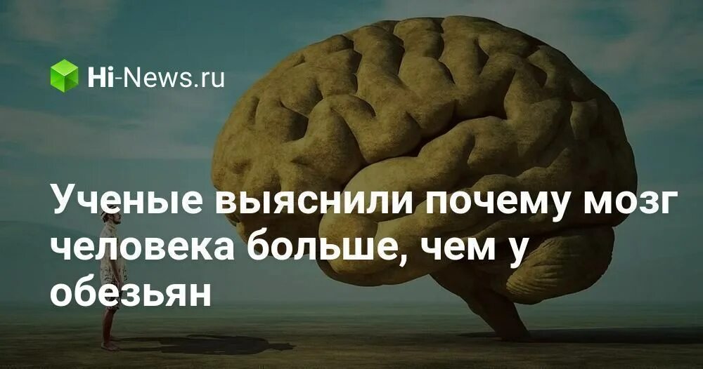 Почему мозга нет