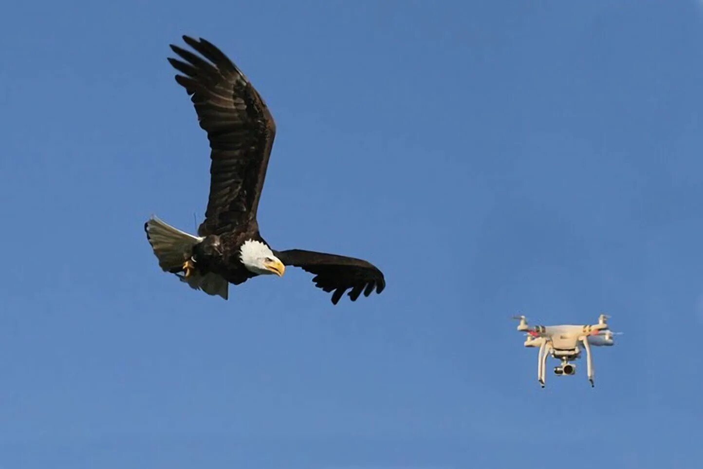 Собака схватила дрон. Орел дрон. Квадрокоптер птица. Птицы против дронов. Беспилотник в Орле.