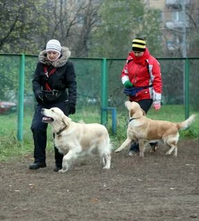 Клуб служебного собаководства киров