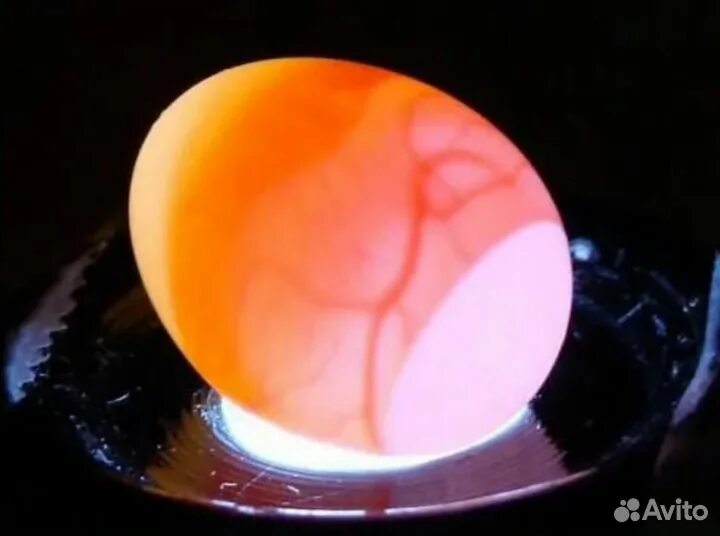 Кольцо яйцо овоскопирование. Овоскопирование гусиных яиц. Овоскопирование утиных яиц. Овоскопирование куриных яиц.