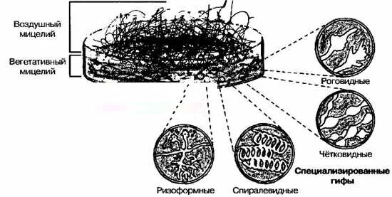 Функция мицелия гриба