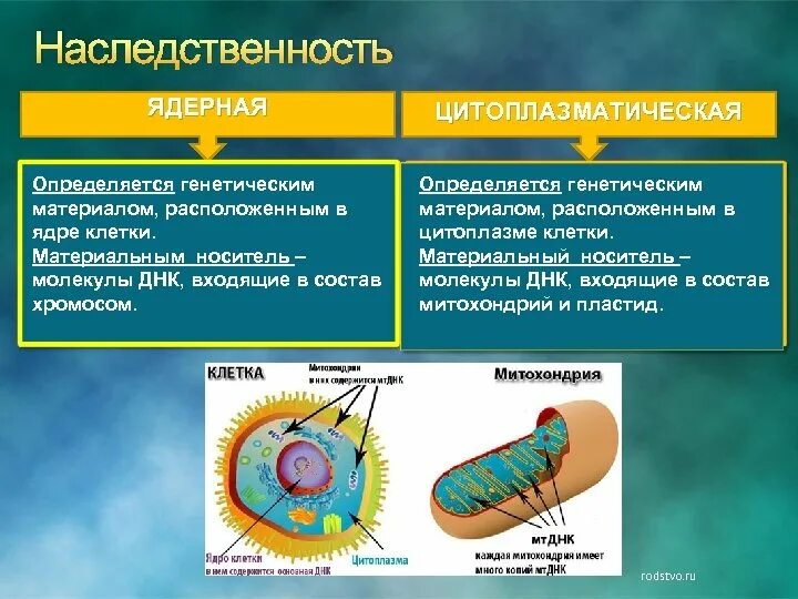 Днк наследственные признаки. Ядерная и цитоплазматическая наследственность. Ядерная наследственность. Цитоплазматическая наследственность. Цитоплазматическая ДНК.