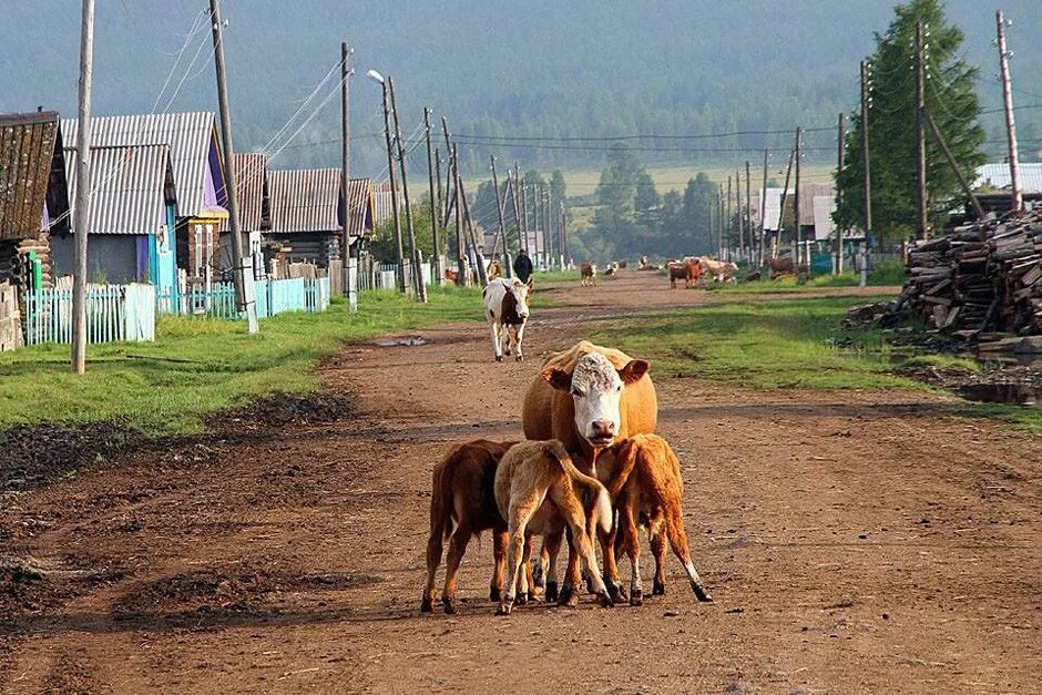 Организация села. Республика Бурятия Закаменский район село мыла. Село Енгорбой Закаменский район Республика Бурятия. Деревня мыла Закаменский район. Село Хужир Закаменский район.