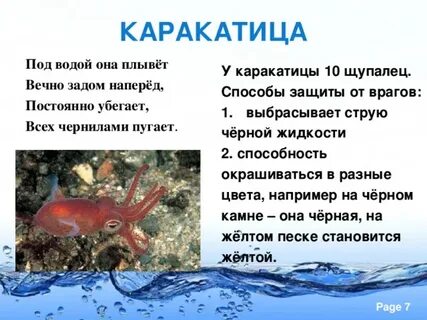 Как защищаются моллюски