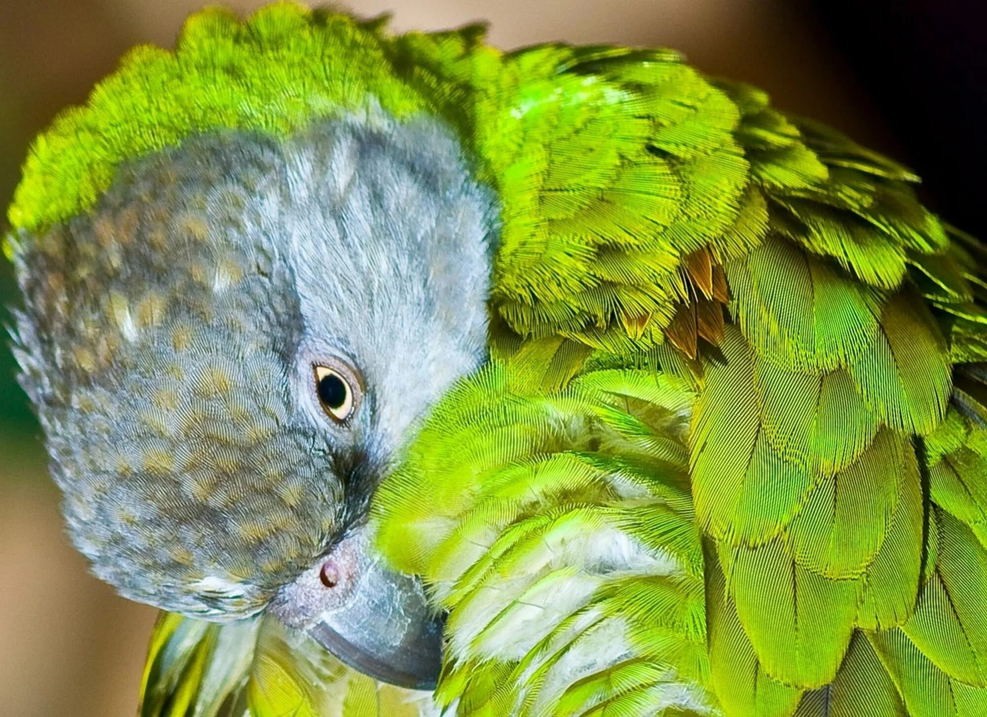 Curl parrot