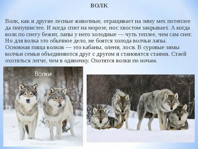 Жизнь животных в разное время. Как зимует волк. Жизнь животных зимой. Как волк готовится к зиме. Доклад про волка.