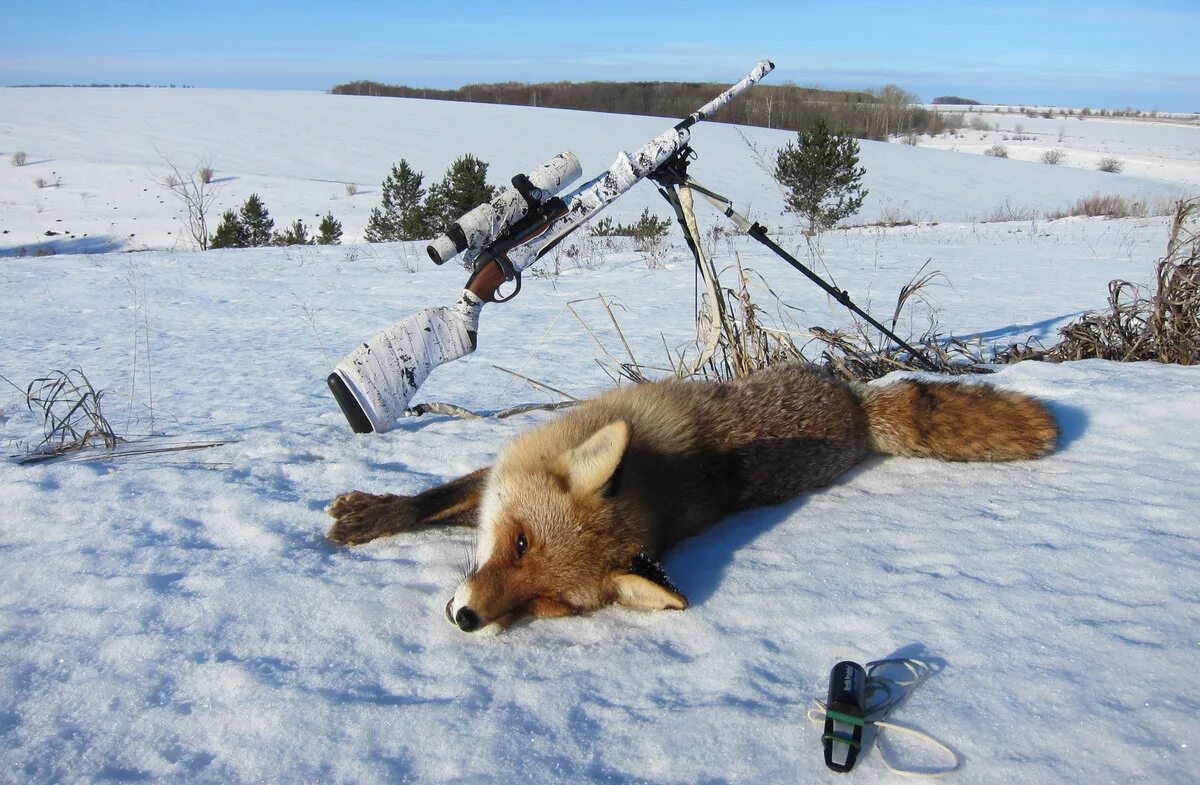 Охота на лисицу квашеная. Охотник зимой. Лиса на охоте.