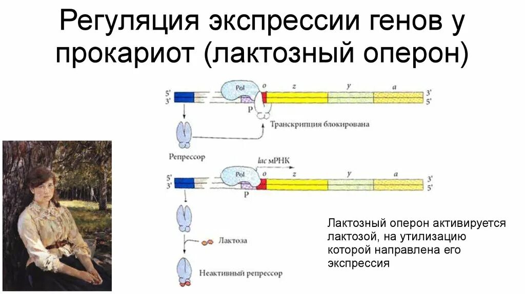 Регуляция у прокариот и эукариот