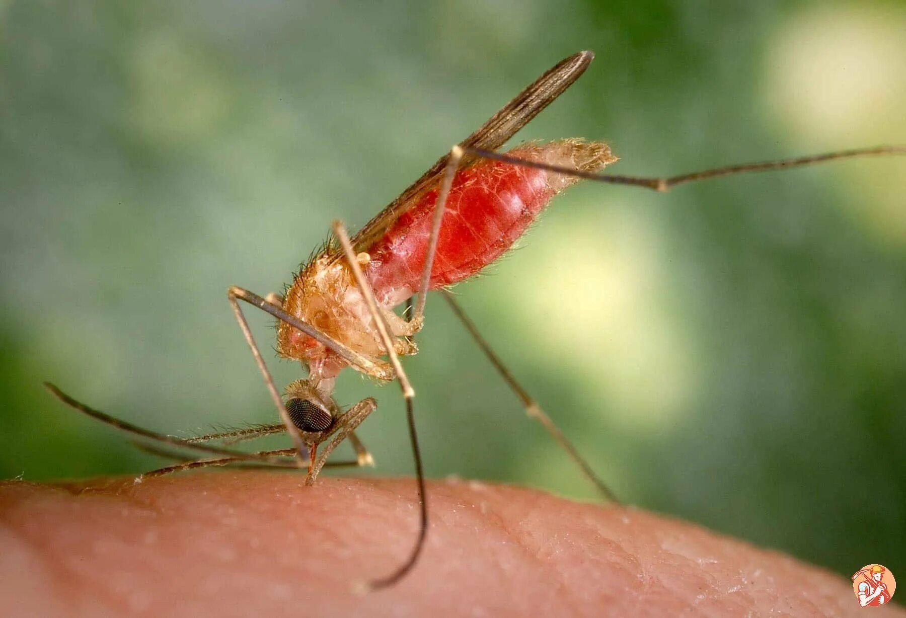 Малярия животное. Малярийный Москит анофелес. Малярийный комар это паразит. Малярийный комар переносчик.