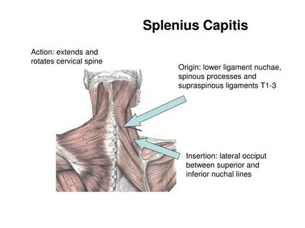 Capitis латынь