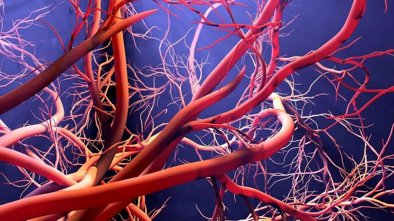 Нарушения кровеносных сосудов. Клетки кровеносных сосудов. Искусственные кровеносные сосуды.