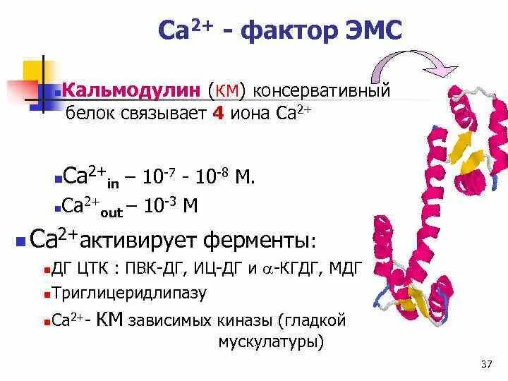 Биохимия мышечная. Кальций связывающий белок. Белки мышечной ткани биохимия. Белок кальмодулин. Биохимия мышц (химический состав мышечной ткани).