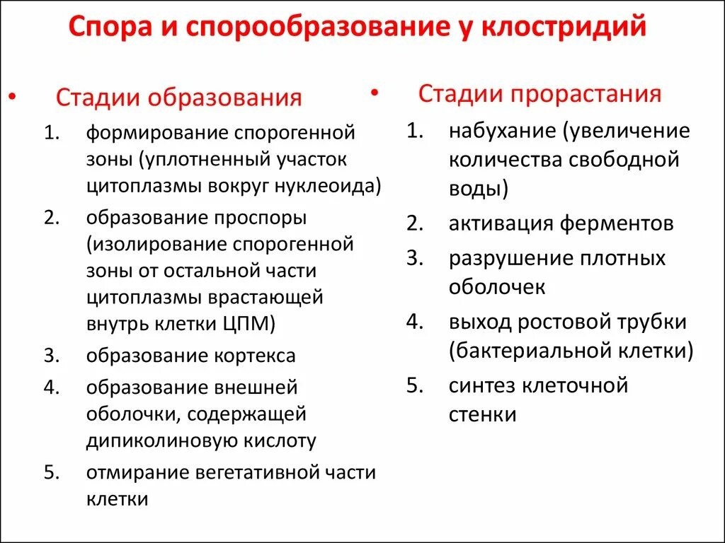 Формирование спор. Процесс спорообразования у бактерий. этапы процесса спорообразования у бактерий. процесс спорообразования у микроорганизмов. стадии спорообразования у бактерий.