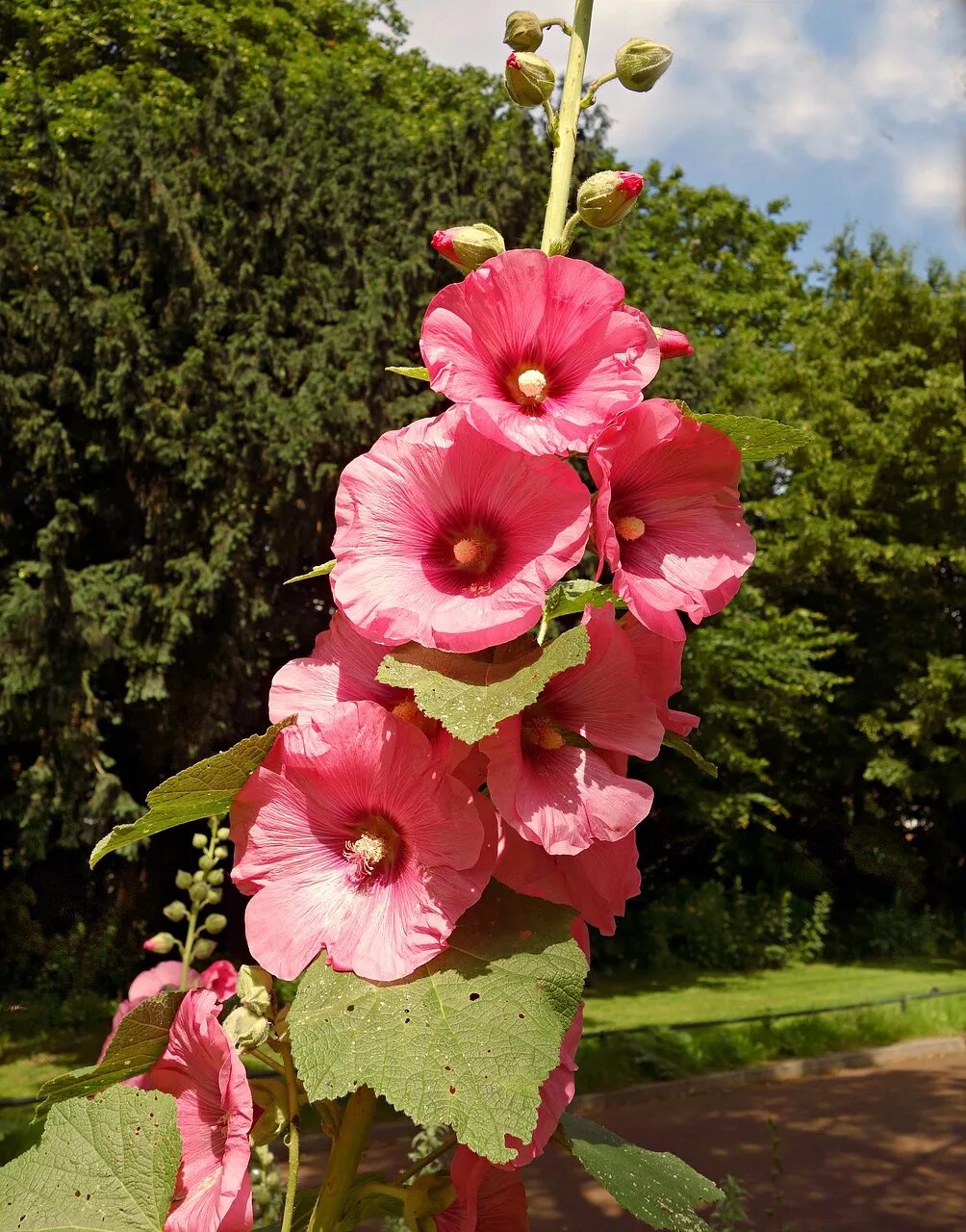 Мальва – Alcea rosea. Hollyhock Мальва. Цветы Мальва просвирник. Мальва розовая (Alcea rosea). Что такое мальва