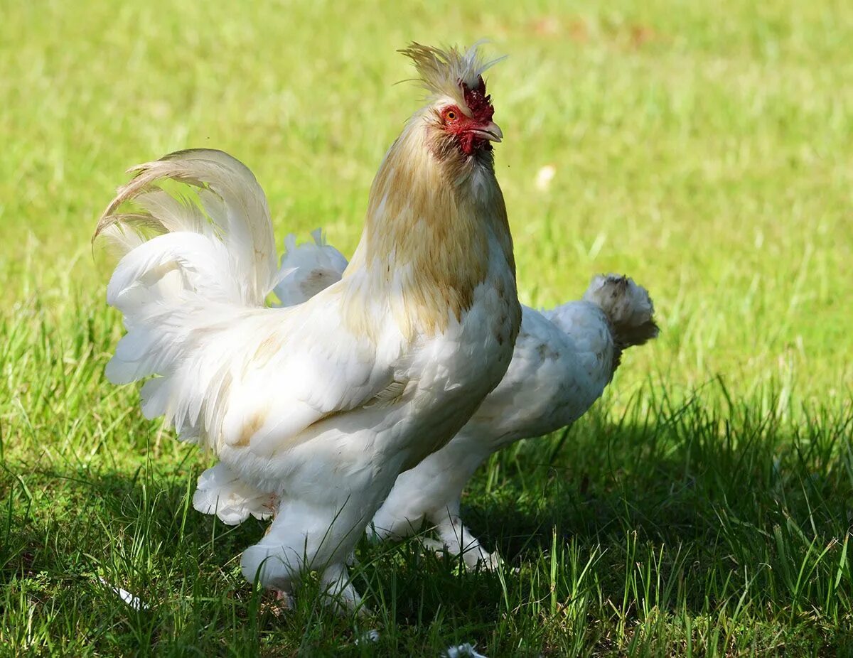 Файл:Pekin bantam female.JPG - Википедия