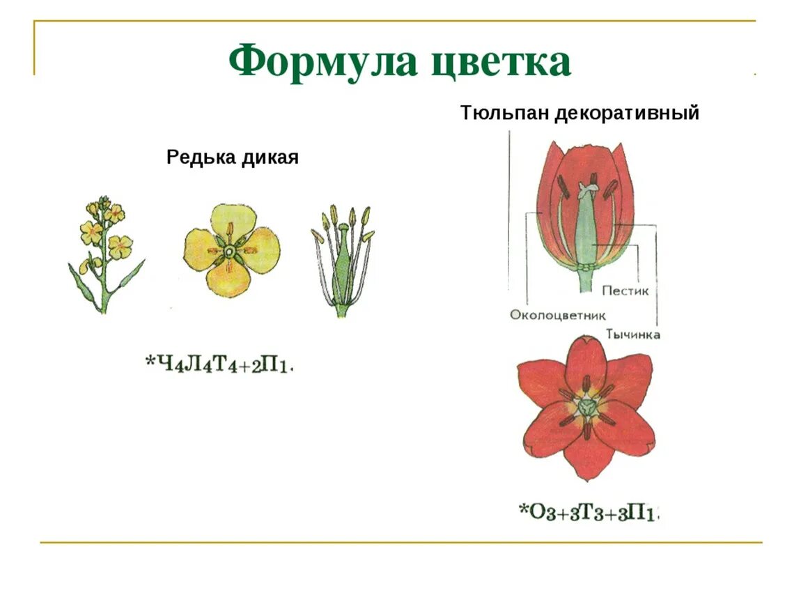 Семейство Лилейные строение тюльпана. Тюльпан Геснера формула цветка. Формула цветка тюльпана. Диаграмма цветка дикой редьки.