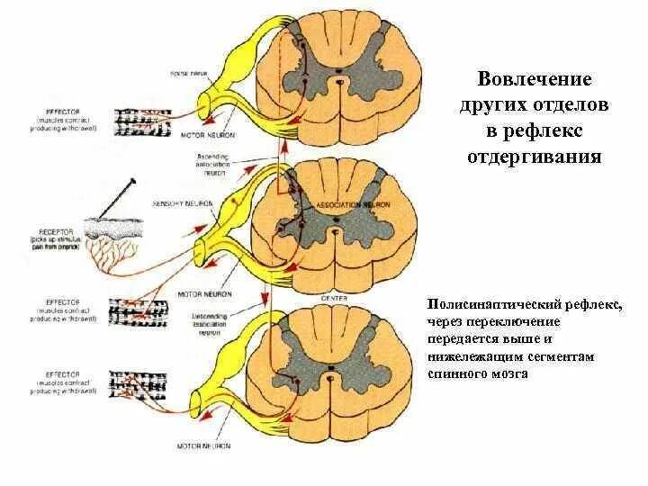 Какой рефлекс спинного мозга. Спинной мозг рефлексы спинного мозга. Рефлексы грудного отдела спинного мозга. Центры соматических рефлексов спинного мозга. Рефлексы спинного мозга таблица.