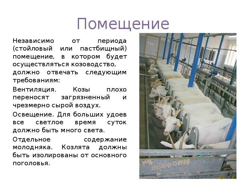 Уход и содержание коз. Помещение для содержания коз. условия содержания коз. доильная комната для коз. помещение для молодняка коз.